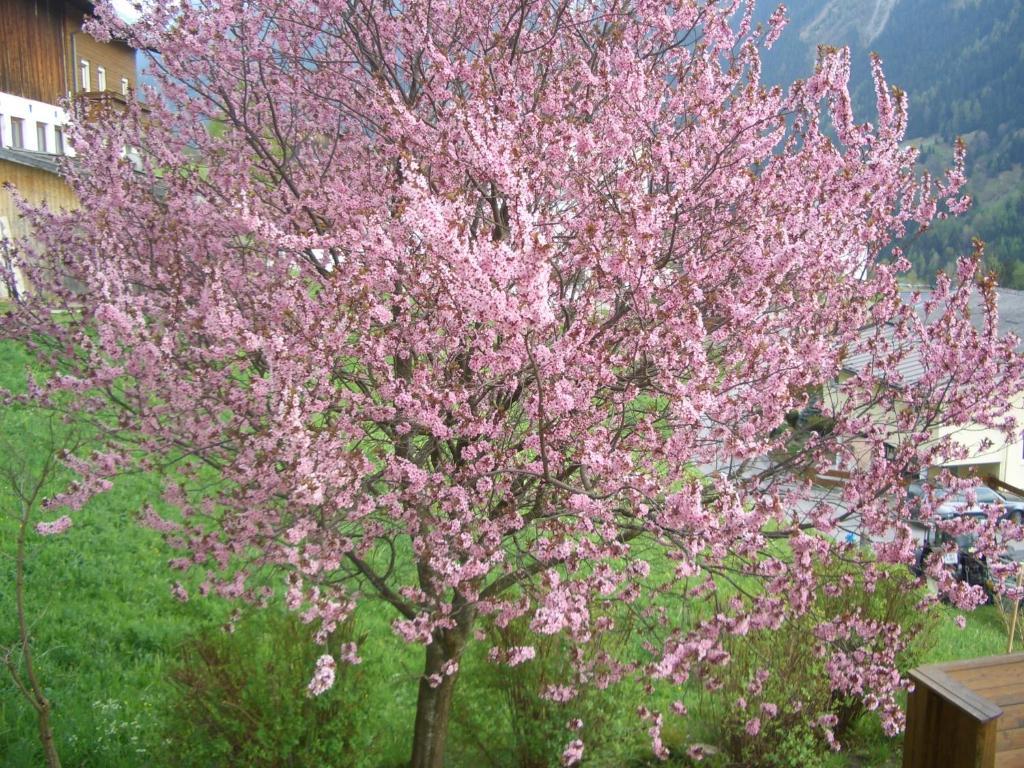 Haus Brigitte - Preise inclusive Pitztal Sommer Card Jerzens Exterior foto